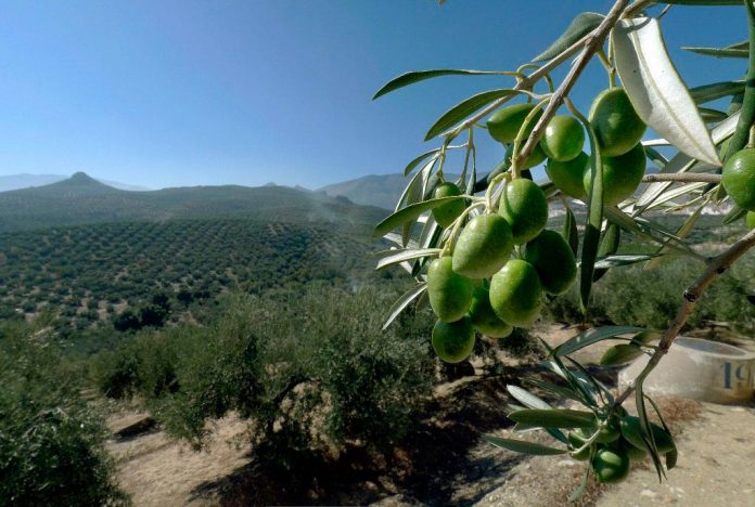 Aceite de Oliva del Valle del Huasco y su aporte en la salud