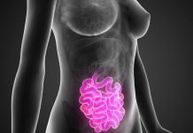 Descubren bacteria en intestino que protege de la obesidad, diabetes e hipertensión