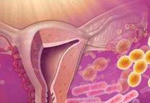 Investigadores analizan cómo las hormonas sexuales esteroideas cambian la microbiota intestinal y vaginal Investigadores analizan cómo las hormonas sexuales esteroideas cambian la microbiota intestinal y vaginal