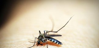 Janssen anuncia un nuevo mecanismo de acción contra el dengue, que se muestra prometedor en datos publicados en Nature