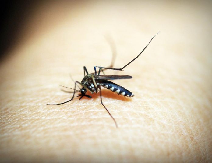 Janssen anuncia un nuevo mecanismo de acción contra el dengue, que se muestra prometedor en datos publicados en Nature