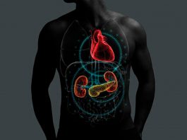 En marzo se conmemora el día mundial del Riñón: El estrecho vínculo entre la Enfermedad Renal Crónica y otras patologías En marzo se conmemora el día mundial del Riñón: El estrecho vínculo entre la Enfermedad Renal Crónica y otras patologías