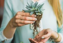 ¿Qué planta elegir para mejorar la salud de tu hogar? plantas para mejorar la salud de tu hogar