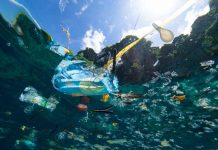 Microplásticos en los océanos: ¿Cuál es el riesgo para nuestra sangre?