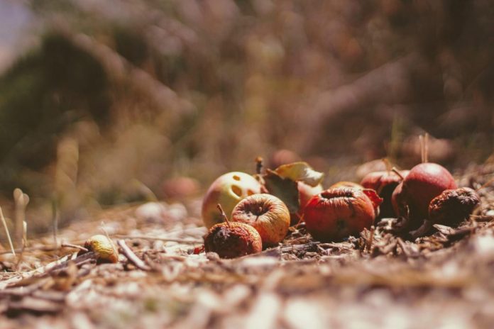 Pérdida y Desperdicio de Alimentos