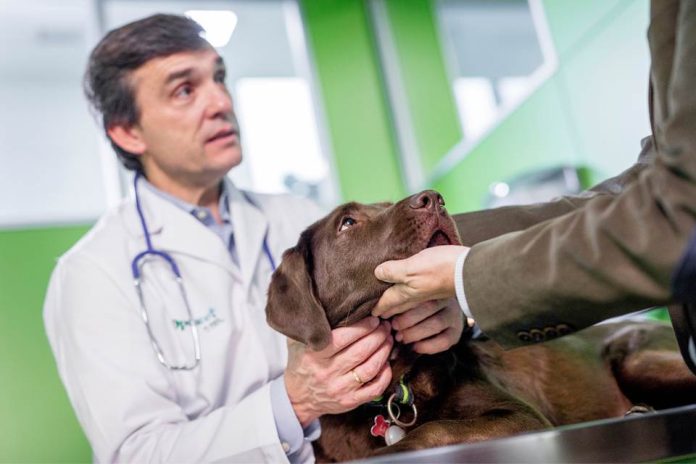 Cómo saber si mi mascota tiene diabetes. Mascota Diabética
