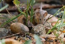 Hantavirus Cepa Andes preocupa por su alto nivel de contagio y letalidad