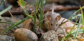 Hantavirus Cepa Andes preocupa por su alto nivel de contagio y letalidad