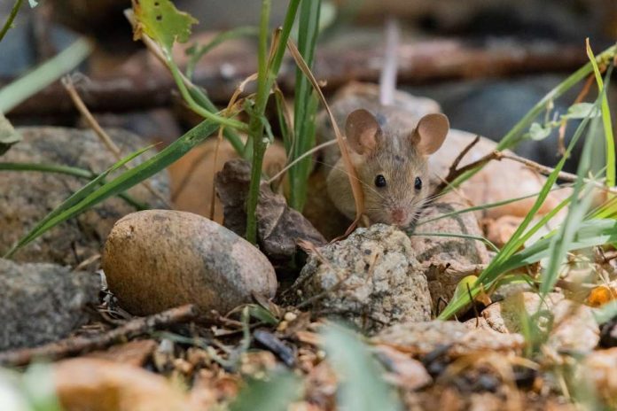 Hantavirus Cepa Andes preocupa por su alto nivel de contagio y letalidad