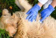 5 razones por las que tu mascota amará la atención a domicilio