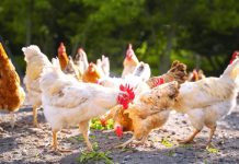 Tras nuevos brotes de gripe aviar Veganuary llama a probar sustitutos vegetales de pollo y huevos