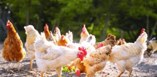 Tras nuevos brotes de gripe aviar Veganuary llama a probar sustitutos vegetales de pollo y huevos