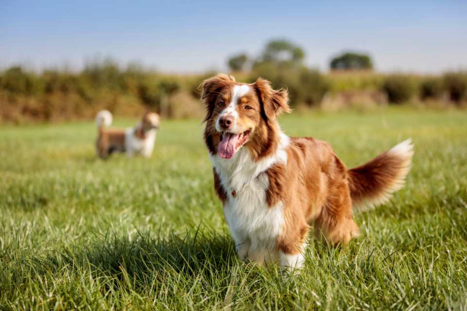 Una inadecuada sociabilización de los cachorros generará problemas de comportamiento en el futuro