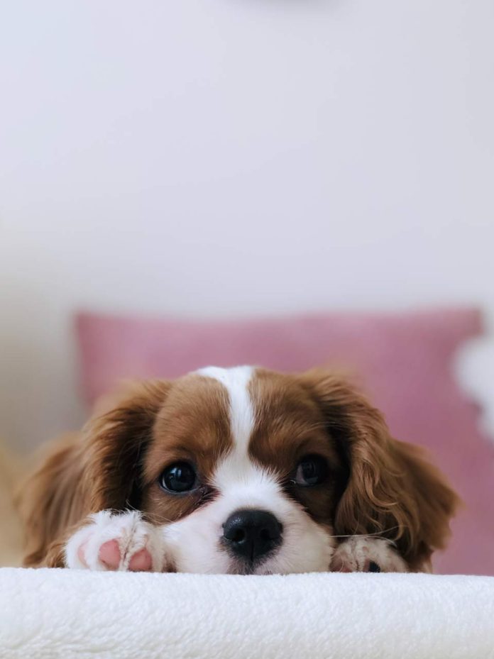 Vacunas, visitas del veterinario y estadías en hoteles: Esto es lo que lo que incluyen los seguros para las mascotas