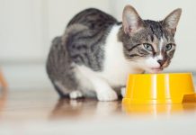 alimento para mascotas