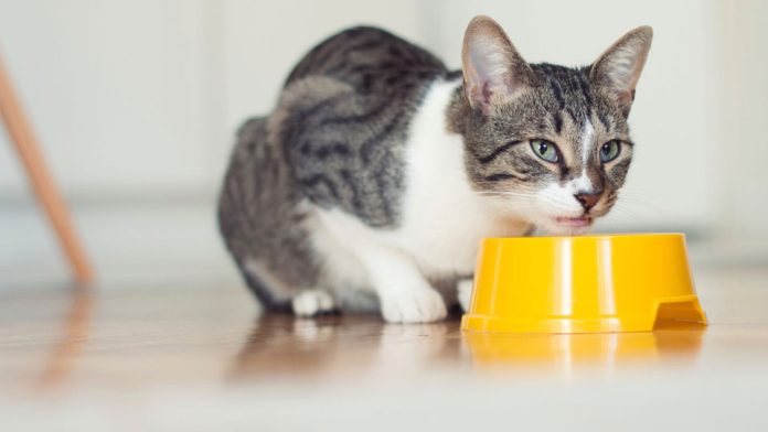 alimento para mascotas