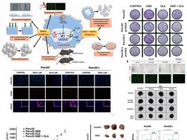 Mejoran el efecto de un fármaco antitumoral frente a cáncer de páncreas