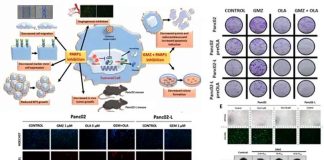 Mejoran el efecto de un fármaco antitumoral frente a cáncer de páncreas