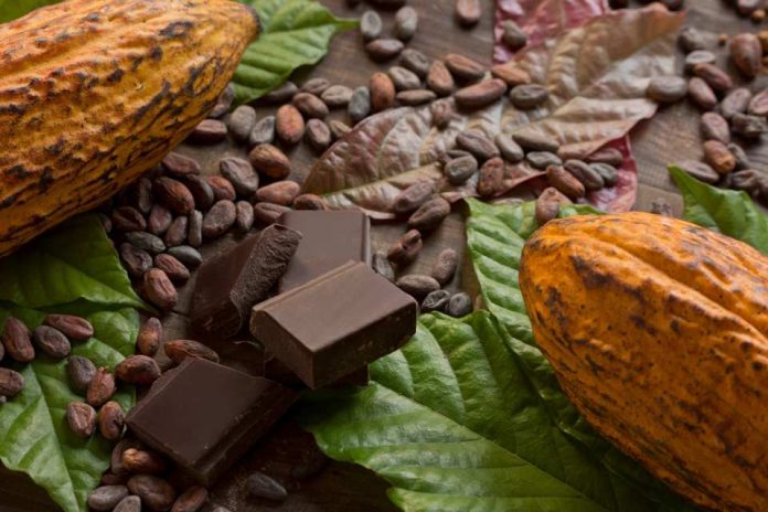 Día Mundial del Cacao todo lo que debes saber de este irresistible alimento Día Mundial del Cacao: todo lo que debes saber de este irresistible alimento