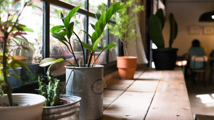 ¿Lo sabías? Las plantas mejoran la productividad y reducen el estrés