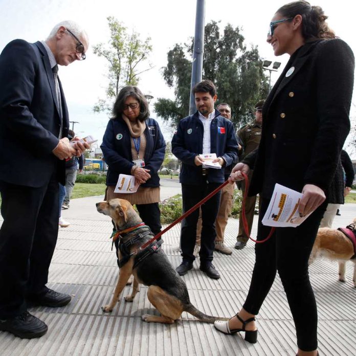 Día Mundial de la Rabia: autoridades  alertan su presencia en murciélagos y  refuerzan vacunación en animales de  compañía 