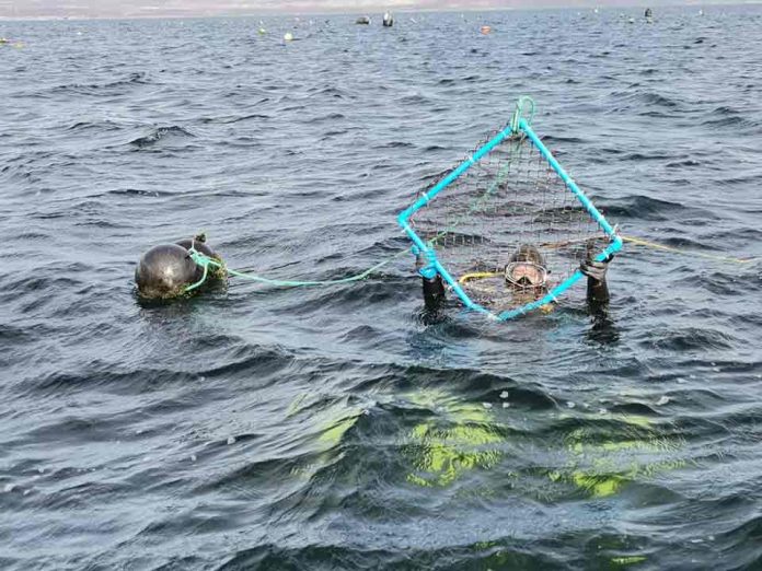 Alianza entre Empresa Inchalam y Centro AquaPacífico podría generar un polo de innovación acuícola en la zona norte