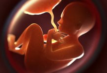 15 de Noviembre: Día Mundial de la Sangre del cordón umbilical 15 de Noviembre: Día Mundial de la Sangre del cordón umbilical