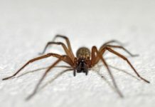 Me mordió una araña de rincón, ¿qué debo hacer? 