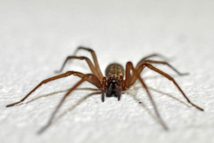 Me mordió una araña de rincón, ¿qué debo hacer? 