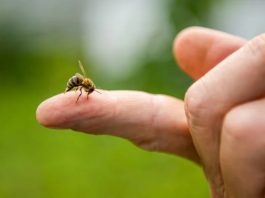 Picaduras de abejas y avispas: Cómo reconocer si se trata de una reacción alérgica grave