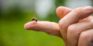 Picaduras de abejas y avispas: Cómo reconocer si se trata de una reacción alérgica grave