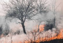 Cómo cuidar la salud ocular durante incendios forestales 