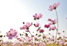 Profesionales de la salud se especializan en Terapia Floral