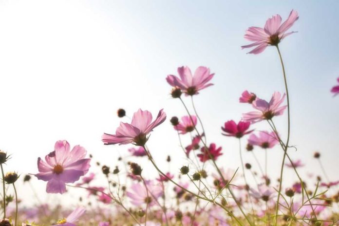 Profesionales de la salud se especializan en Terapia Floral