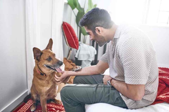  Cómo retomar la rutina con tu mascota 