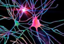 Investigación de Mayo Clinic revela que la estimulación cerebral es prometedora en el tratamiento de la adicción a las drogas