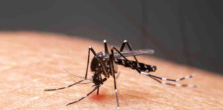 Ministerio de Salud mantiene vigilancia activa para detectar mosquito que transmite el dengue