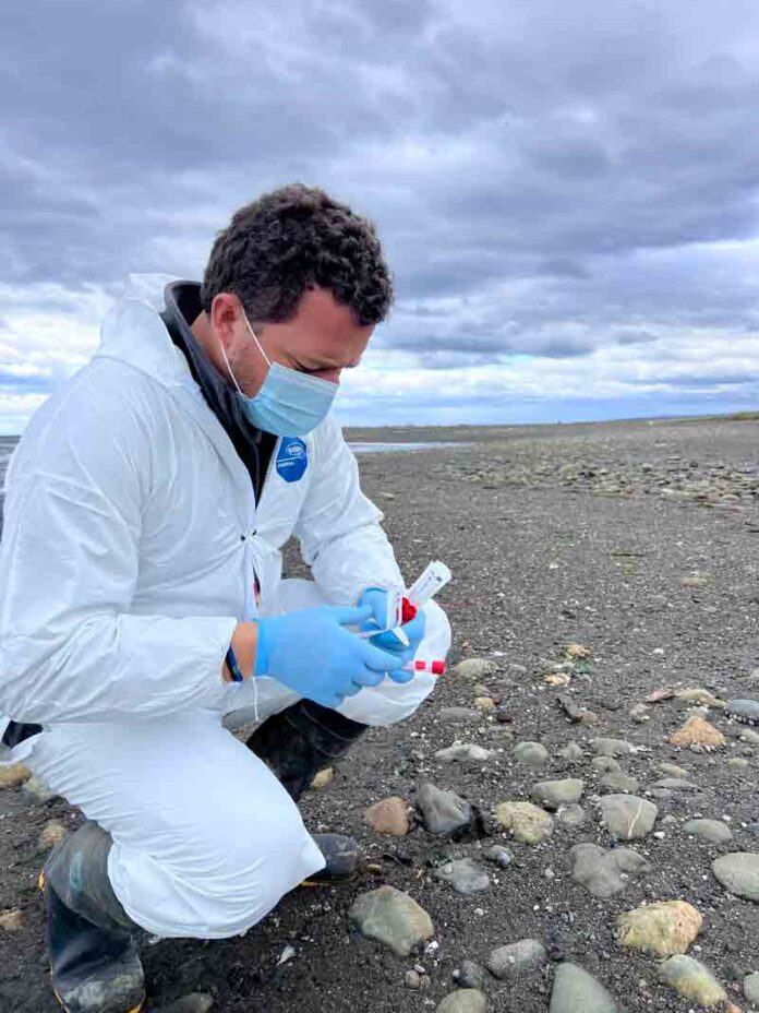 Advierte experto del Centro Internacional Cabo de Hornos (CHIC) y PUC Pedro Jiménez: “No hay que bajar la guardia frente a la gripe aviar”