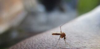 ¿Qué es el dengue y por qué preocupa a especialistas de salud?