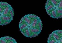 Electroestática de proteínas avanza en estudio de virus Zika