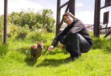 Se abren las postulaciones para encontrar a los Nuevos Héroes que sucederán al “Doctor Pudú”