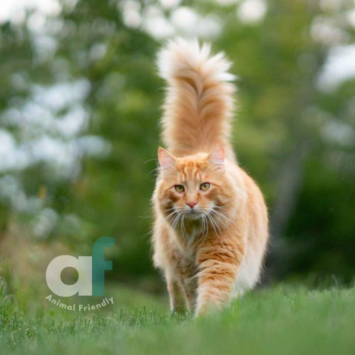 GATOS INDOOR vs OUTDOORS (1)