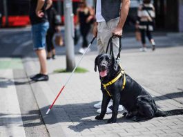 El vínculo entre personas con discapacidad y sus perros de apoyo El vínculo entre personas con discapacidad y sus perros de apoyo