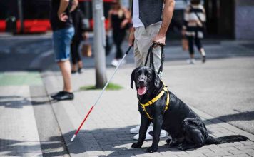 El vínculo entre personas con discapacidad y sus perros de apoyo El vínculo entre personas con discapacidad y sus perros de apoyo