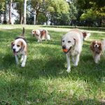 Guía para dejar a tu perro durante fiestas de fin de año en las mejores manos