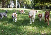 Guía para dejar a tu perro durante fiestas de fin de año en las mejores manos