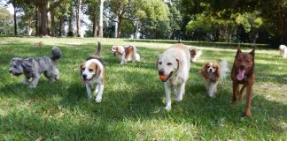 Guía para dejar a tu perro durante fiestas de fin de año en las mejores manos