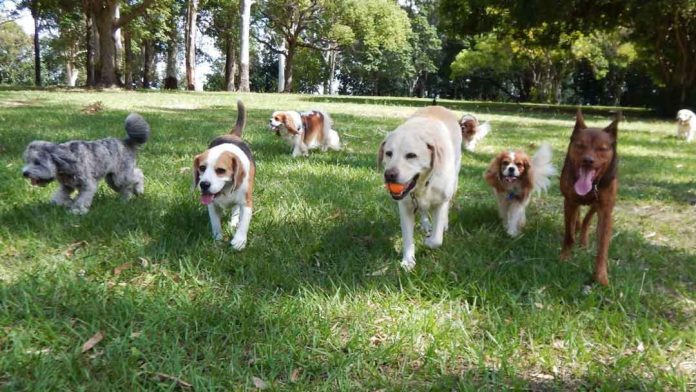 Guía para dejar a tu perro durante fiestas de fin de año en las mejores manos