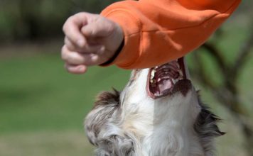 Jaurías de perros y mordeduras un problema creciente en diversos sectores de Chile