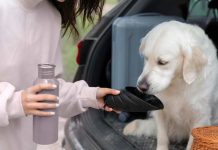 ¿Qué hacer con tus mascotas en altas temperaturas Recomendaciones para evitar golpes de calor